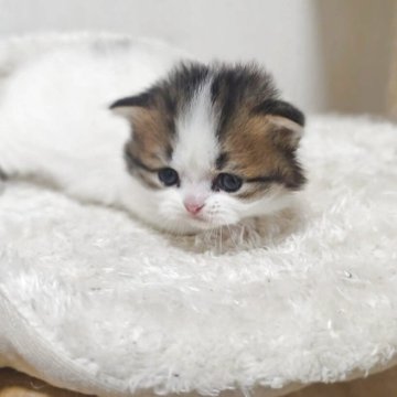 マンチカン(短足)【大阪府・女の子・2025年10月29日・ブラウンタビー&ホワイト】の写真「短毛短足のめちゃくちゃ可愛い女の子👧」