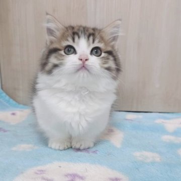 マンチカン(短足)【大阪府・男の子・2025年10月29日・ブラウンタビー&ホワイト】の写真「とても可愛くて人懐っこい子です！」