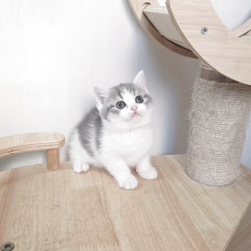 マンチカン(長足)【大阪府・女の子・2025年11月26日・ブルータビー&ホワイト（短毛）】の写真「ふわふわもこもこ可愛い女の子」