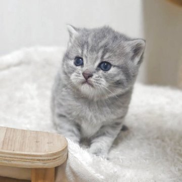 マンチカン(長足)【大阪府・男の子・2025年10月29日・ブルータビー】の写真「短毛短足のめちゃくちゃ可愛い女の子👧」