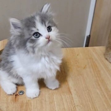 マンチカン(長足)【大阪府・女の子・2025年9月20日・ダイリュートキャリコ】の写真「大人気の長毛ダイリュートキャリコ」