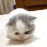 マンチカン(短足)