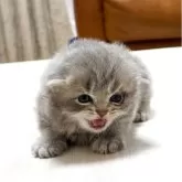 マンチカン(短足)