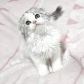 スコティッシュフォールド(折れ耳)