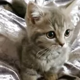 マンチカン(短足)【大阪府・男の子・2025年8月30日・ブルータビー】の写真3