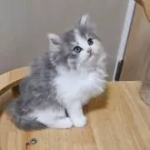 マンチカン(長足)【大阪府・女の子・2025年9月20日・ダイリュートキャリコ】の写真6