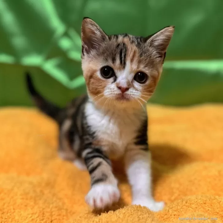 ID：2406-00236の子猫