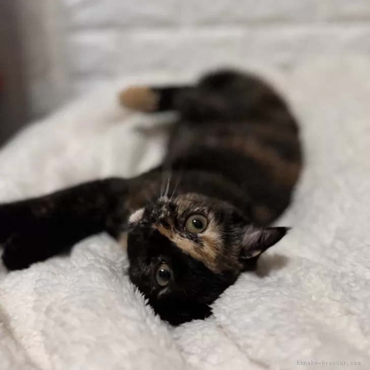 ID:2403-00843の子猫