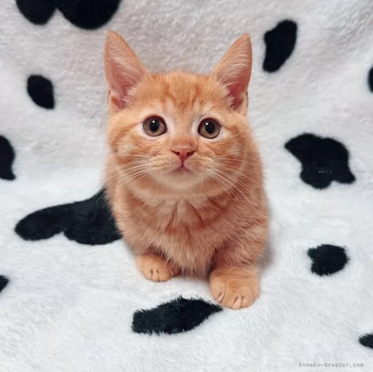 マンチカン(短足)【北海道・女の子・2025年9月11日・レッドタビー】の写真1