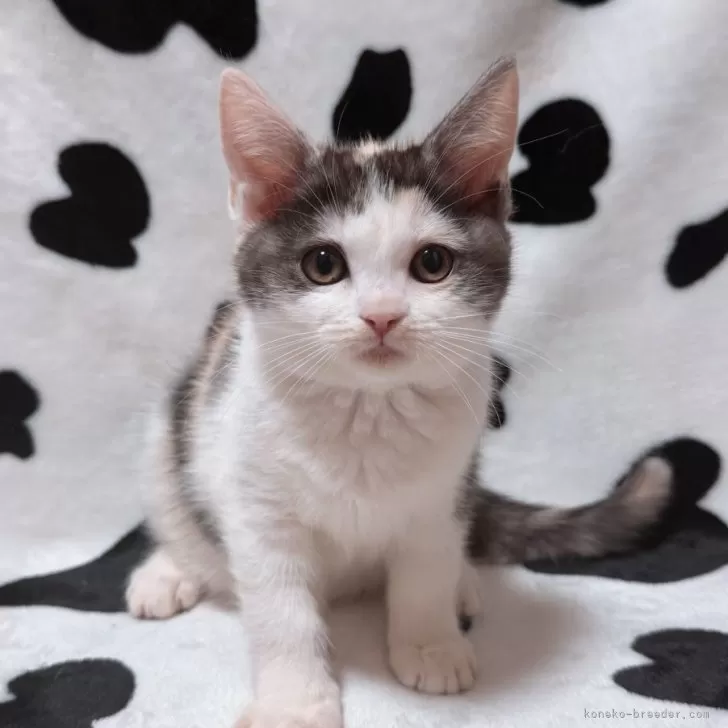 マンチカン(長足)【北海道・女の子・2025年9月11日・キャリコ】の写真1