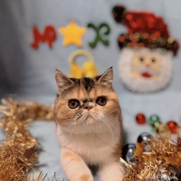 ID：2409-00537の子猫