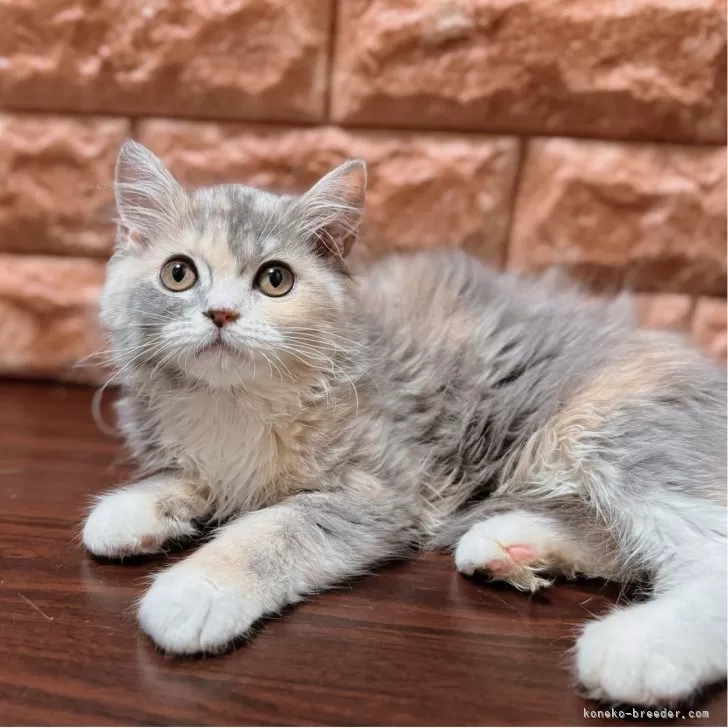 ID:2504-03638の子猫