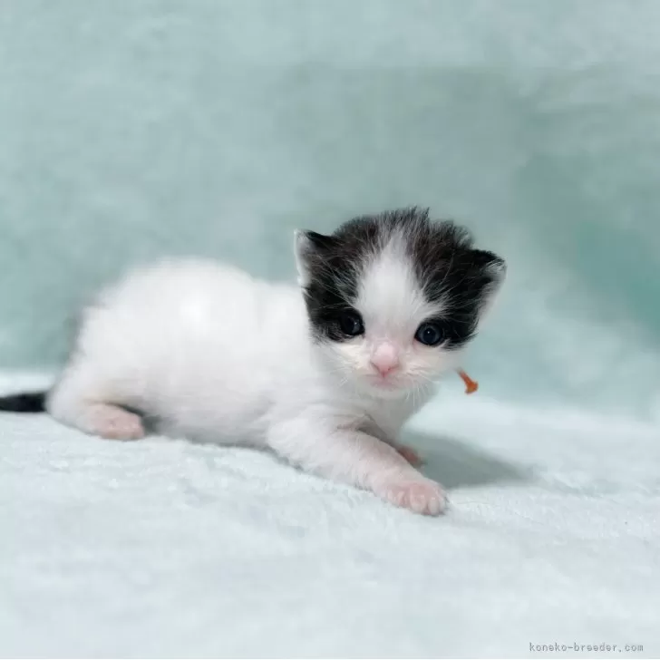 ID：2505-00006の子猫