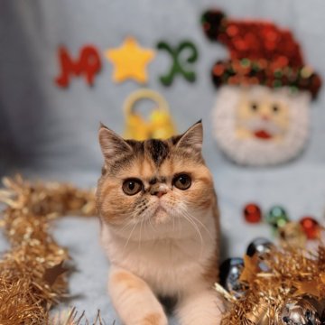 エキゾチックショートヘア【北海道・女の子・2024年8月15日・キャリコ】の写真「クリスマスセール中です💖」