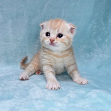 スコティッシュフォールド(折れ耳)【北海道・男の子・2025年5月6日・クリームタビー&ホワイト】の写真「むちむちで甘えんぼうなイケメンくん‪🧡‬‪」