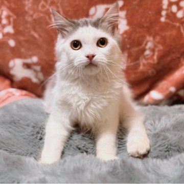 スコティッシュフォールド(立ち耳)【北海道・男の子・2025年3月31日・ブルータビー&ホワイト】の写真「紹介文をご一読ください😊」