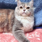 スコティッシュフォールド(立ち耳)