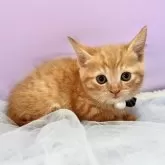 マンチカン(短足)