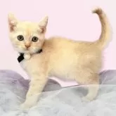 マンチカン(長足)