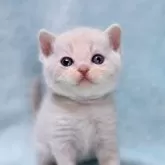 マンチカン(長足)【北海道・女の子・2025年5月11日・クリームタビー】の写真1