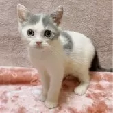 スコティッシュフォールド(立ち耳)