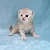 スコティッシュフォールド(折れ耳)