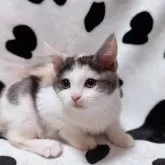 マンチカン(長足)【北海道・女の子・2025年9月11日・キャリコ】の写真2