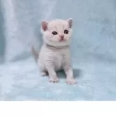 マンチカン(長足)【北海道・女の子・2025年5月11日・クリームタビー】の写真3