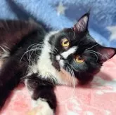 スコティッシュフォールド(立ち耳)【北海道・男の子・2025年3月31日・バイカラー】の写真3