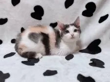 マンチカン(長足)【北海道・女の子・2025年9月11日・キャリコ】の写真5