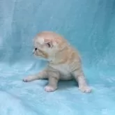 スコティッシュフォールド(折れ耳)【北海道・男の子・2025年5月6日・クリームタビー&ホワイト】の写真6