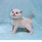 マンチカン(長足)【北海道・女の子・2025年5月11日・クリームタビー】の写真7