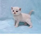 マンチカン(長足)【北海道・女の子・2025年5月11日・クリームタビー】の写真8