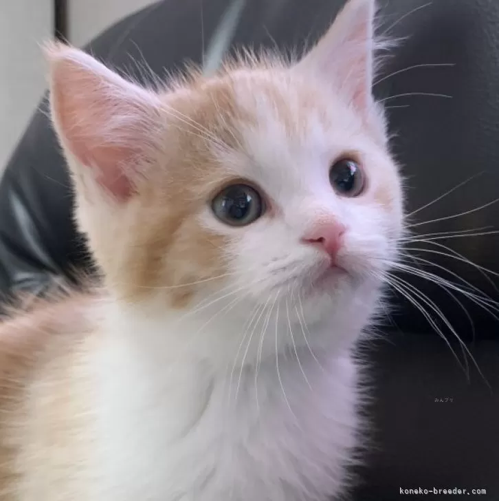もん 様のお迎えした子猫
