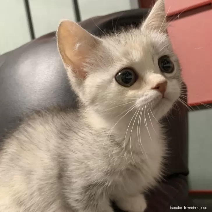 ID：2401-00860の子猫