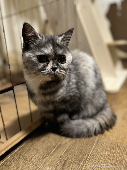 ミヌエット【・女の子・2023年11月6日・シルバーパッチドタビー】