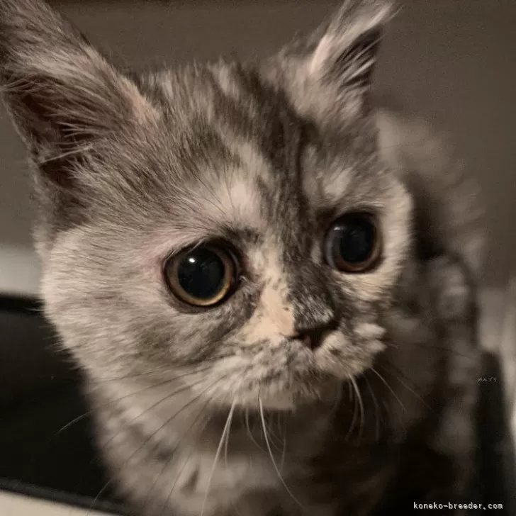 ID：2401-00866の子猫