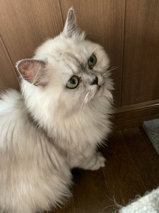 ペルシャ【・女の子・2019年4月30日・シューデッドシルバー】「今日は誰と遊ぼうかしら！」