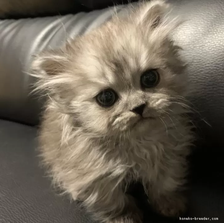 ID：2401-00863の子猫