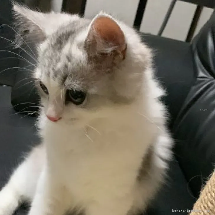 ID：2309-02309の子猫