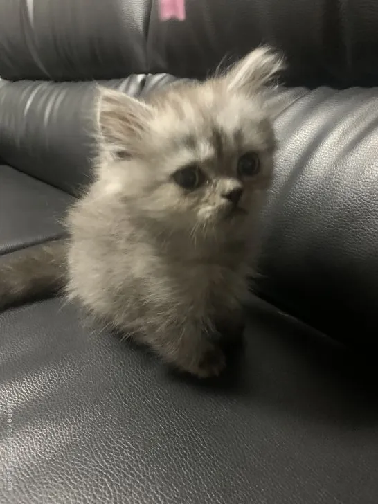 ID：2110-00602の子猫