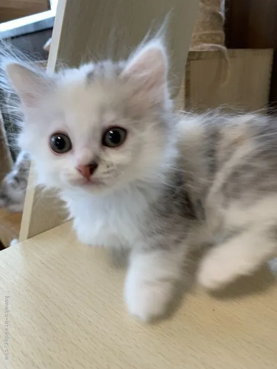 ID：2109-02772の子猫