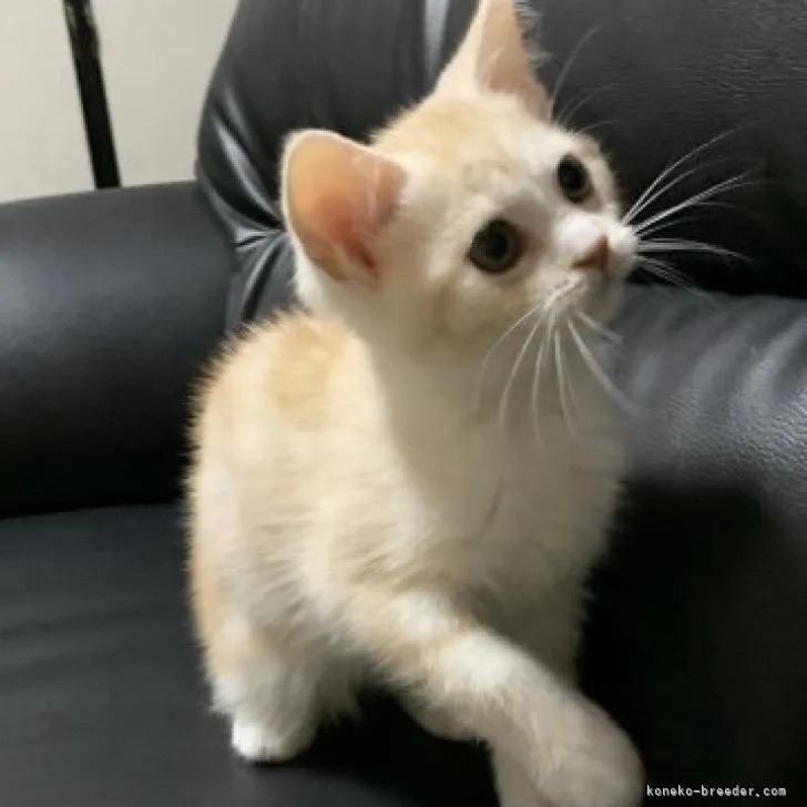 ID：2303-02782の子猫