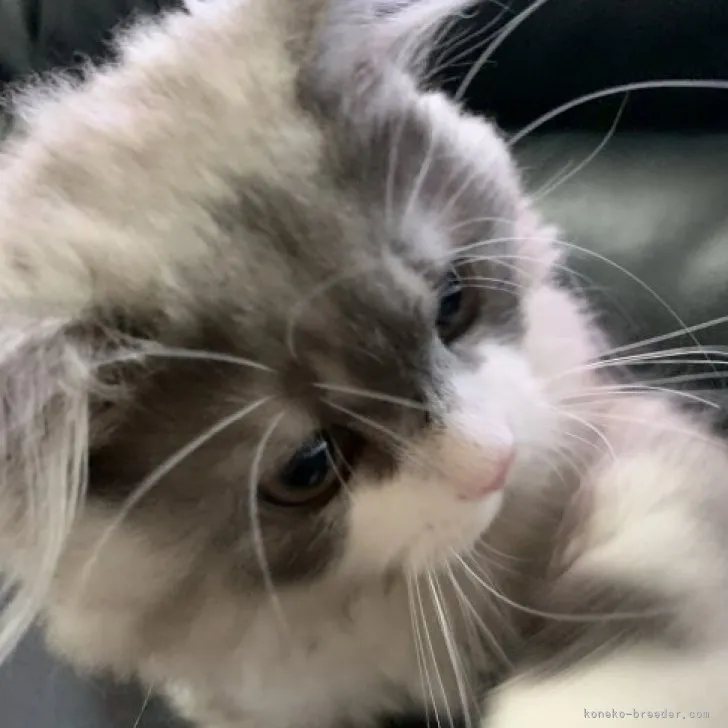 ID:2307-00694の子猫