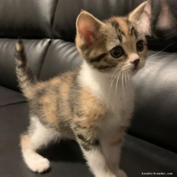 ID:2303-02787の子猫