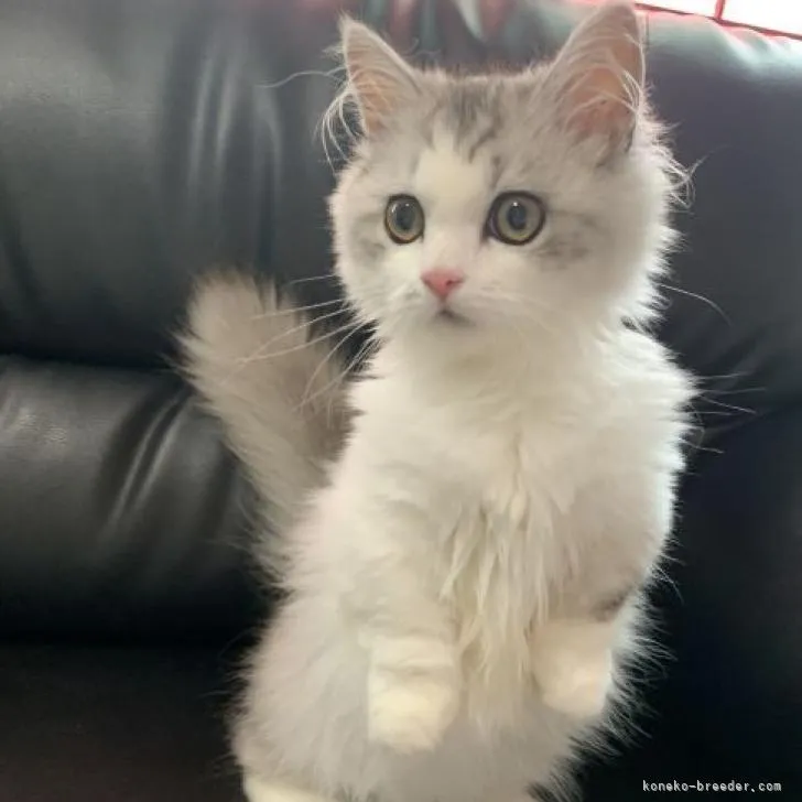 ID:2205-02336の子猫