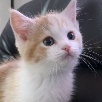 ミヌエット(長足)【埼玉県・男の子・2024年2月1日・レッドタビー&ホワイト（短毛）】の写真「元気いっぱいとても可愛い男の子です！」