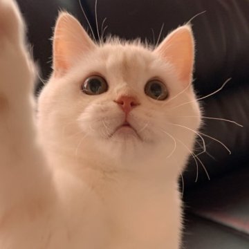 ミヌエット(長足)【埼玉県・男の子・2023年9月25日・クリームタビー&ホワイト（短毛）】の写真「Winter Sale価格とさせていただきました！」