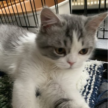 ミヌエット(長足)【埼玉県・男の子・2023年11月5日・シルバータビー&ホワイト（セミロング）】の写真「Spring Sale価格とさせていただきました！」