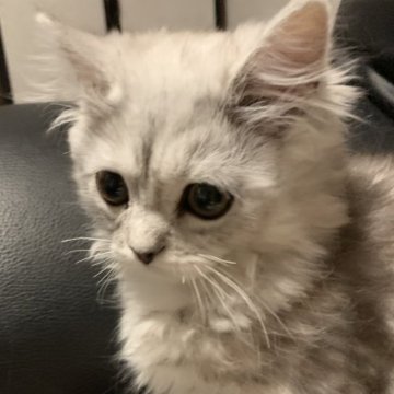 ミヌエット(長足)【埼玉県・男の子・2023年12月18日・シルバータビー（長毛）】の写真「Spring Sale価格とさせていただきました！」